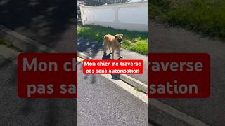 Mon chien ne traverse pas sans autorisation dog chien chiens malinois shortsvideo reels [upl. by Prager]