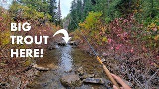 I Caught a MONSTER Out of This TINY Creek Tenkara Fly Fishing [upl. by Aem923]