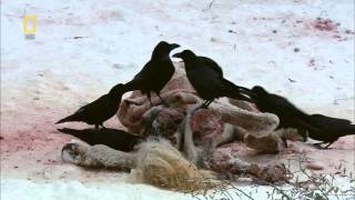 National Geographic Wild Russia Siberia HD Nature Documentary [upl. by Einohtna789]