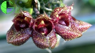 Bulbophyllum frostii • Orchid collection update • 16 March 2019 [upl. by Ennahtebazile650]