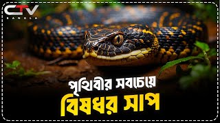 পৃথিবীর সবচেয়ে বিষধর সাপ  ব্লাকমাম্বা  Black mamba  CTV BANGLA [upl. by Newby524]