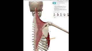 Scapular Upward Rotation [upl. by Ralleigh942]