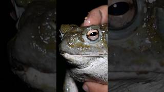 Meet the Biggest Toad in North America animals toad wildlife [upl. by Spain73]