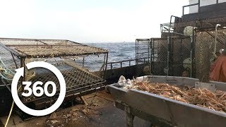 Sorting Crabs 360 Video [upl. by Rolan]