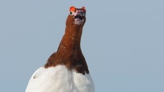 Voices Willow Ptarmigan [upl. by Kucik]