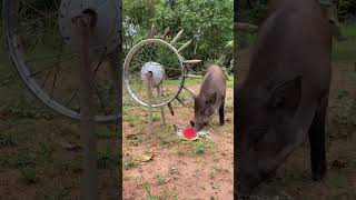 wild boar trap animals wildanimal boar wildboar pig wildpig youtubeshorts wildlif nature [upl. by Lalitta]