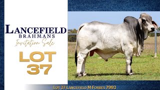 Lot 37 Lancefield M Forbes 7993 [upl. by Edmondo]