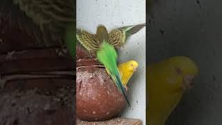 lutino and green budgie pair and their chicks birdfeeding lutinolovebirds budgies birds [upl. by Hakvir]