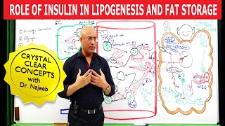 Role of Insulin in Lipogenesis and Fat Storage👨‍⚕️ [upl. by Georas588]