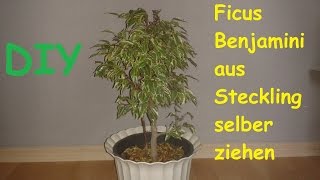 Ficus Benjamini  Benjamina  selber ziehen  Pflanze vermehren und züchten – DIY Anleitung [upl. by Killen]