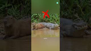 Do Crocodiles Eat Capybaras 😱 [upl. by Curry]