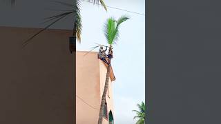 🌴Vellore tree cutter Murugan  📞8428343765viralvideo viralshorts hardwork [upl. by Eelorac]