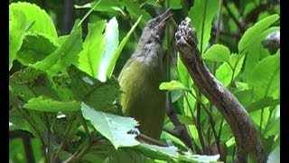 New Zealand Birds Bellbird Anthornis melanura singing [upl. by Eemia552]