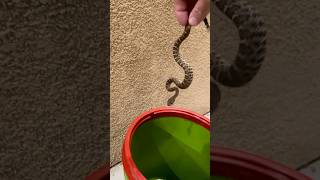 Venomous snake shows up at an appointment complex ☠️ not a good place [upl. by Akinad]