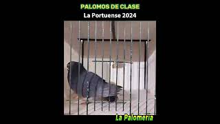 Palomos de Clase La Portuense Machos 202405 colombicultura [upl. by Annayk106]