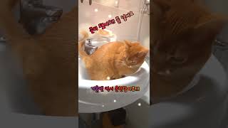 온천탕을 즐기고 싶은 고양이The cat I want to enjoy the hot spring bath 고양이 아비시니안 cat catshorts 냥이 cute [upl. by Benita1]