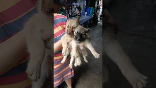 Belgian Malinois x Husky mix puppies at 8 weeks belgianmalinois husky cute [upl. by Suoivart890]