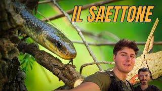 IL SAETTONE uno scalatore nato 🐍 Regno animale ep3 [upl. by Yekcim]