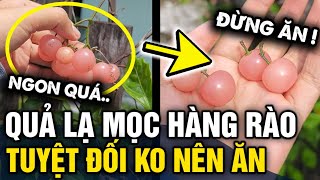 Thấy LOẠI QUẢ NGON MẮT mọc hàng rào thanh niên đăng lên mạng hỏi thăm liền bị NGĂN CẢN  Tin 3 Phút [upl. by Pavior349]