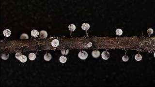 Amazing world of Myxomycetes Time lapse [upl. by Cody61]