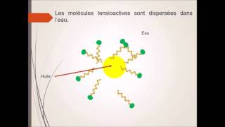 Formation des micelles [upl. by Uttasta]