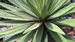 Caribbean Gave Century Plant Maguey Narrow Leaved century plant [upl. by Sunshine521]