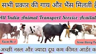 7878038976📞हमारे यहां पर सभी प्रकार के पशु मिलता हैcowvideos dairyfarmingbuffalo sahiwal cow [upl. by Christina]