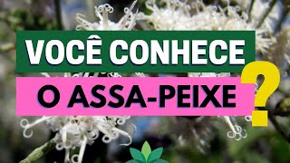 Você conhece o ASSAPEIXE Aprenda a identificar essa planta maravilhosa [upl. by Cairistiona]