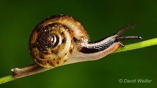 Meet the Endless Spiral Snail [upl. by Edbert]