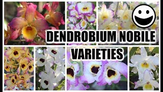 Dendrobium Nobile Varieties Identification amp Review Bloom Habits Variety of Color amp Fragrances [upl. by Aita]