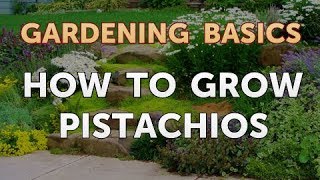 How to Grow Pistachios [upl. by Kenji]