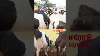 ERODE COW MARKET dairyfarming  cowshortvideo shorts [upl. by Nylirej]