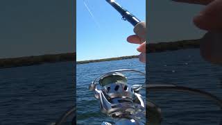 34” Bluefish on Van Staal VR75 in Rhode Island [upl. by Enyledam]