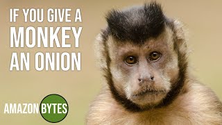 If you give a monkey an onion [upl. by Otrevire252]