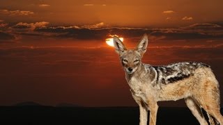 Hunting jackals in Namibia [upl. by Tessler]