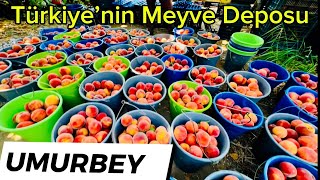 Türkiye’nin Meyve Deposu UMURBEY [upl. by Dace]