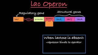 The lac Operon Positive and Negative Control [upl. by Dymoke114]