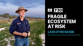 Research shows future gas exploration could upset the ecological balance at Lake Eyre Basin  730 [upl. by Gabriela303]