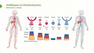 Physiologie I Kreislaufphysiologie Funktionelle Abschnitte des Kreislaufsystems I Srdjan Maksimovic [upl. by Sollie466]