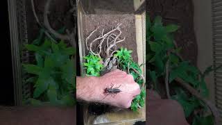 REHOUSING MASTIGOPROCTUS TOHONO THE GIANT ARIZONA VINEGAROON invertebrate invertebrates arachnid [upl. by Iand]