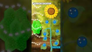 PHOTOSYNTHESIS explained under 60 SECONDS  shorts [upl. by Franek296]