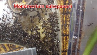 My Monomorium subopacum colony [upl. by Olathe649]