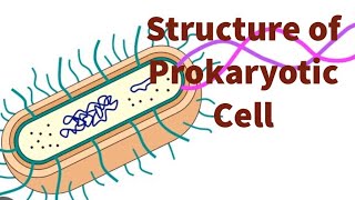 Bacterial cell structure class 11 I explained in english [upl. by Anileda460]