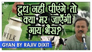 Rajiv Dixit  दूध पीना क्यों है ज़रूरी वर्ना मर जाएंगी गायें  भैंस   Rajiv Dixit on Cow amp Milk [upl. by Anitsud205]