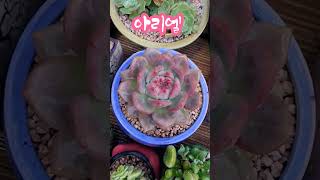 아리엘나훈아자네conophytum 多肉植物 다육식물 창 국민다육 아로마다육 [upl. by Ochs]