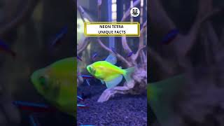 Neon Tetra Unique Facts shorts neontetra fishfacts [upl. by Shanta]