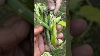 ज़हरीला Pedilanthus Plant  Poisonous Devils Backbone से दिखेगा अपना गार्डन सुंदर 😍🌱 gharkikheti [upl. by Bald]