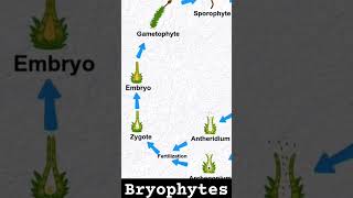 bryophytes bryophyta bryophyllum ncertbiology class11biology neet neetbiology neetmotivation [upl. by Sharleen]