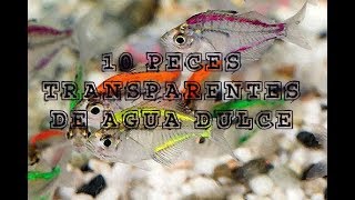 10 PECES DE ACUARIO TRANSPARENTES DE AGUA DULCE [upl. by Areht]