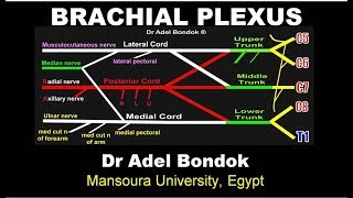 Brachial Plexus Dr Adel Bondok [upl. by Enoitna53]